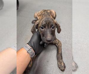 Black Mouth Cur-Labrador Retriever Mix Dogs for adoption in Corpus Christi, TX, USA