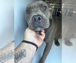 American Pit Bull Terrier Dogs for adoption in Houston, TX, USA