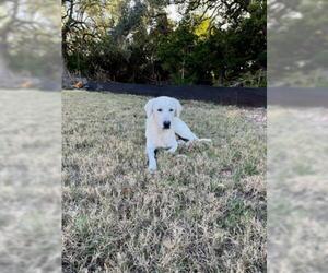 Great Pyrenees Dogs for adoption in Georgetown, TX, USA