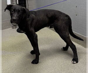 Labrador Retriever-Unknown Mix Dogs for adoption in Las Vegas, NV, USA