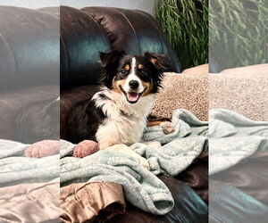 Australian Shepherd Dogs for adoption in Dallas, TX, USA