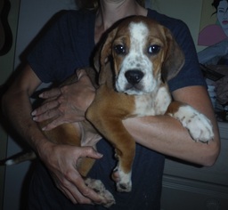 Beabull Dogs for adoption in Commerce, GA, USA