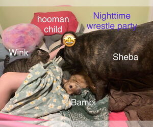 Mutt Dogs for adoption in Holly Springs, NC, USA