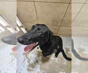 Labrador Retriever-Unknown Mix Dogs for adoption in San Diego, CA, USA