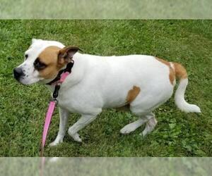 American Staffordshire Terrier-Unknown Mix Dogs for adoption in Northville, MI, USA