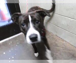Mutt Dogs for adoption in Tulsa, OK, USA