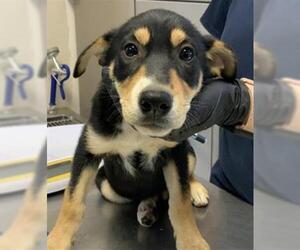 German Shepherd Dog-Unknown Mix Dogs for adoption in Visalia, CA, USA
