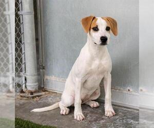 Mutt Dogs for adoption in Baytown, TX, USA
