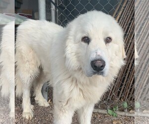 Great Pyrenees Dogs for adoption in Canon City, CO, USA