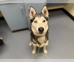 Siberian Husky Dogs for adoption in Denver, CO, USA