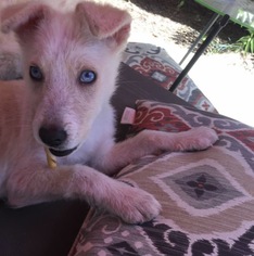 Alaskan Husky-Unknown Mix Dogs for adoption in Rancho Santa Fe, CA, USA