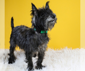 Cairn Terrier-Unknown Mix Dogs for adoption in Hampton Bays, NY, USA