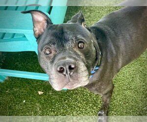 American Staffordshire Terrier-Unknown Mix Dogs for adoption in Tavares, FL, USA