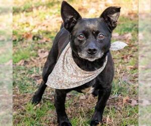 Chihuahua-Unknown Mix Dogs for adoption in Alpharetta, GA, USA