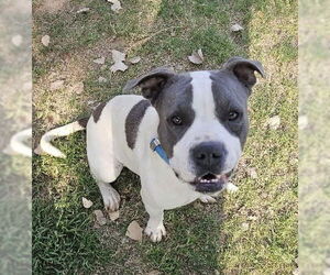 American Pit Bull Terrier-Unknown Mix Dogs for adoption in Chandler, AZ, USA
