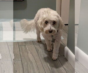 Poodle (Miniature)-Unknown Mix Dogs for adoption in Sanford, FL, USA