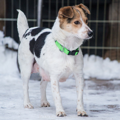 Jack-A-Bee Dogs for adoption in Anchorage, AK, USA
