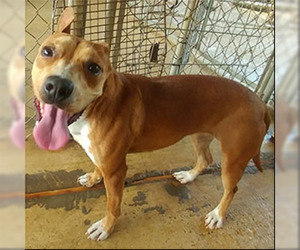Red Heeler-Unknown Mix Dogs for adoption in Shreveport, LA, USA