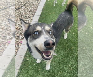 Huskies -Siberian Husky Mix Dogs for adoption in phoenix, AZ, USA