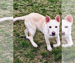 Mutt Dogs for adoption in Salt Lake City, UT, USA