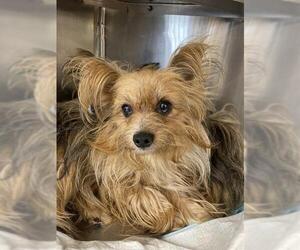 Mutt Dogs for adoption in Chula Vista, CA, USA