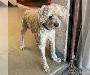 Poodle (Miniature)-Unknown Mix Dogs for adoption in San Bernardino, CA, USA