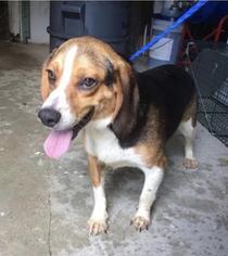 Beagle Dogs for adoption in Bronx, NY, USA