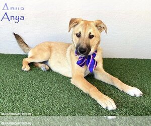 German Shepherd Dog-Unknown Mix Dogs for adoption in San Diego, CA, USA