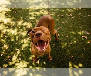 American Pit Bull Terrier Dogs for adoption in Orlando, FL, USA