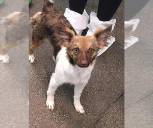 Mutt Dogs for adoption in Woodland, CA, USA