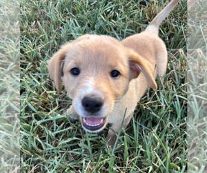 German Shepherd Dog-Unknown Mix Dogs for adoption in Royal Palm Beach, FL, USA
