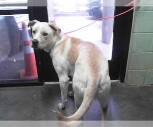 Labrador Retriever-Unknown Mix Dogs for adoption in Tulsa, OK, USA