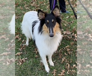 Collie Dogs for adoption in Wamego, KS, USA