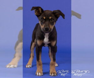 Australian Kelpie-Beauceron Mix Dogs for adoption in Claremore, OK, USA
