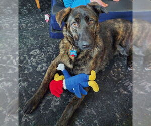 Mutt Dogs for adoption in Springdale, PA, USA