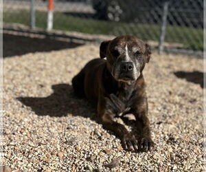 Mutt Dogs for adoption in Oakhurst, NJ, USA