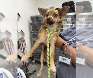 Chiranian Dogs for adoption in Forestville, MD, USA