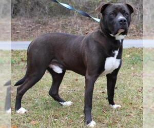 Mutt Dogs for adoption in Prattville, AL, USA