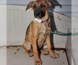 Mutt Dogs for adoption in Madison, WI, USA