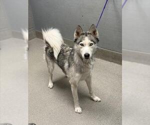 Siberian Husky-Unknown Mix Dogs for adoption in Las Vegas, NV, USA