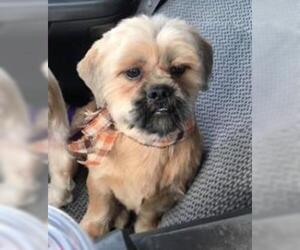 Shih Tzu Dogs for adoption in Metairie, LA, USA