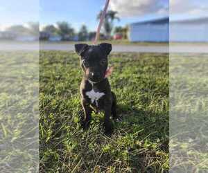 Mutt Dogs for adoption in Oakland Park , FL, USA
