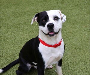 American Staffordshire Terrier-Labrador Retriever Mix Dogs for adoption in Rockaway, NJ, USA