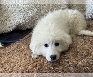 Great Pyrenees Dogs for adoption in Holly Springs, NC, USA