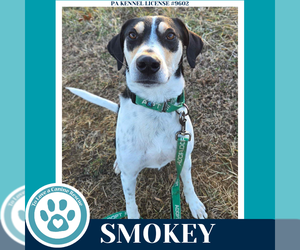 Beagle-Unknown Mix Dogs for adoption in Kimberton, PA, USA