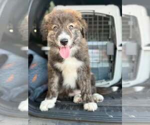 Australian Shepherd Dogs for adoption in Paso Robles, CA, USA