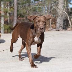 American Pit Bull Terrier-Unknown Mix Dogs for adoption in Rydal, GA, USA