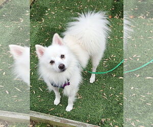 American Eskimo Dog Dogs for adoption in Pikesville, MD, USA