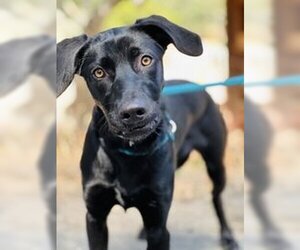 Weimaraner Dogs for adoption in Salinas, CA, USA