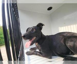 Labrador Retriever-Unknown Mix Dogs for adoption in Houston, TX, USA